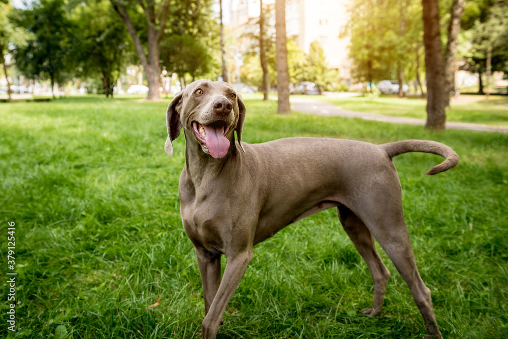 Portrait of cute weimaraner dog breed at the park. Portrait of cute weimaraner dog breed at the park.