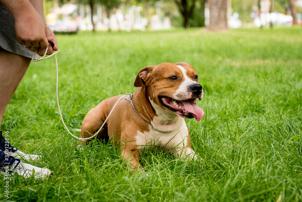 Portrait of cute american staffordshire terrier at the park. Portrait of cute american staffordshire terrier at the park.