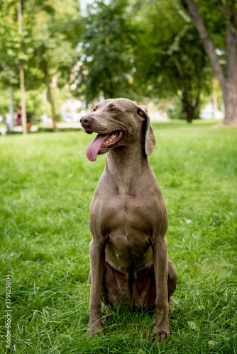 Fototapeta Naklejka Na Ścianę i Meble -  Portrait of cute weimaraner dog breed at the park.