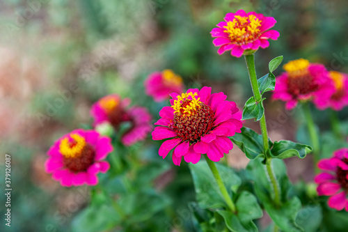 Fresh pink zinnia flowers in the garden