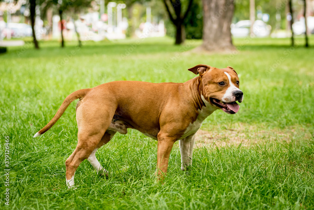 Portrait of cute american staffordshire terrier at the park.