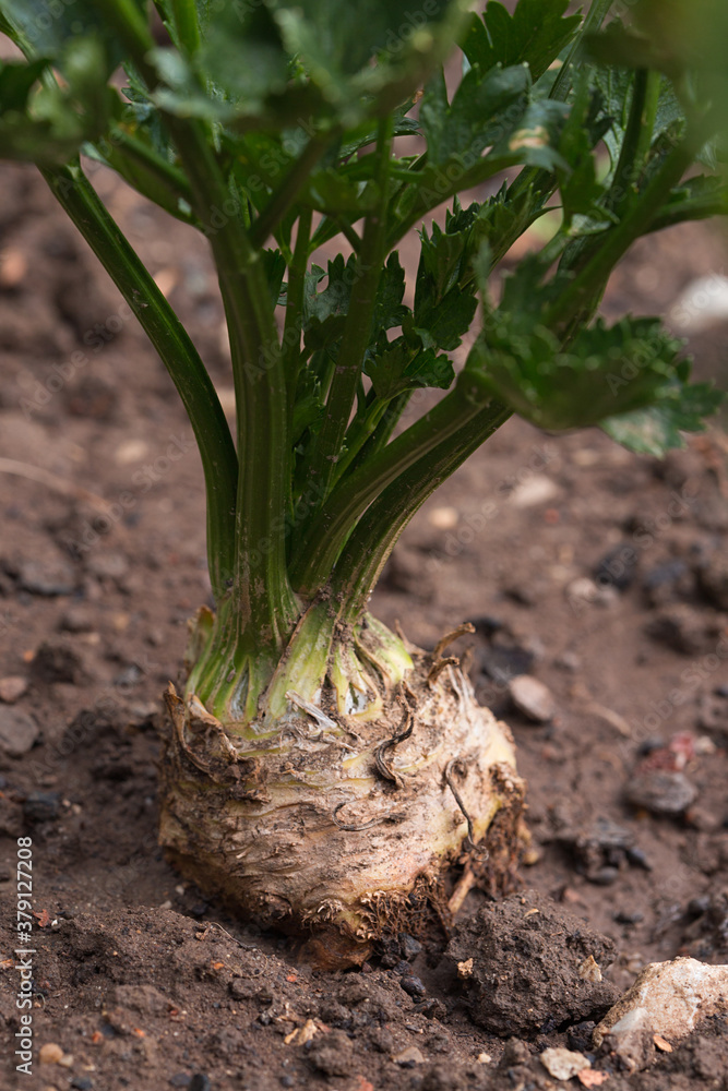 Fototapeta premium Céleri-raves
