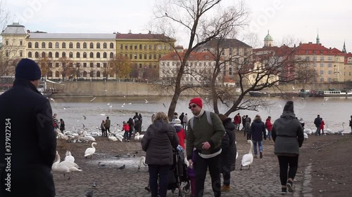 Prague - Czech Republic - 01-12-2019- Locals and tourists feed white swans on the shore of Vltava river in central Prague near Charles bridge in winter. Ship floating by photo