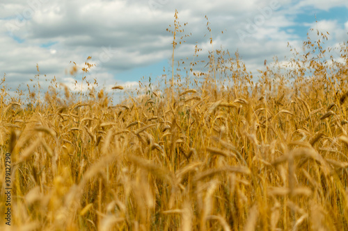 Wheat Field Texture Background with Ripening Ears