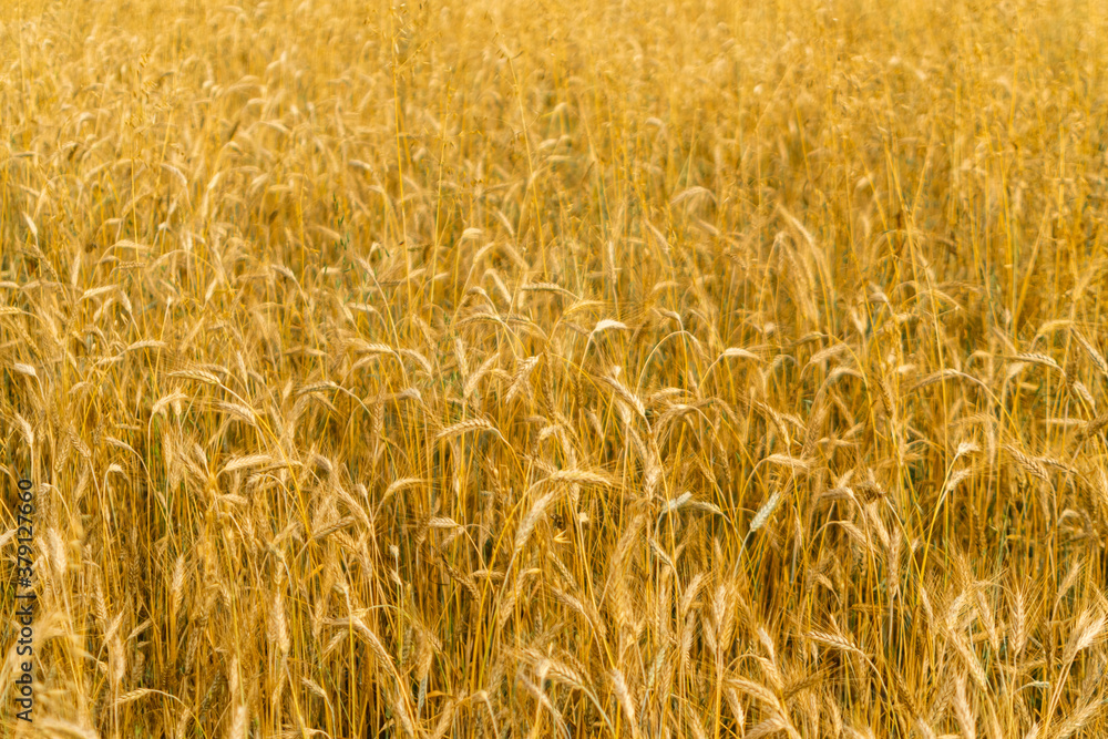Wheat Field Texture Background with Ripening Ears Wheat Field Texture Background with Ripening Ears