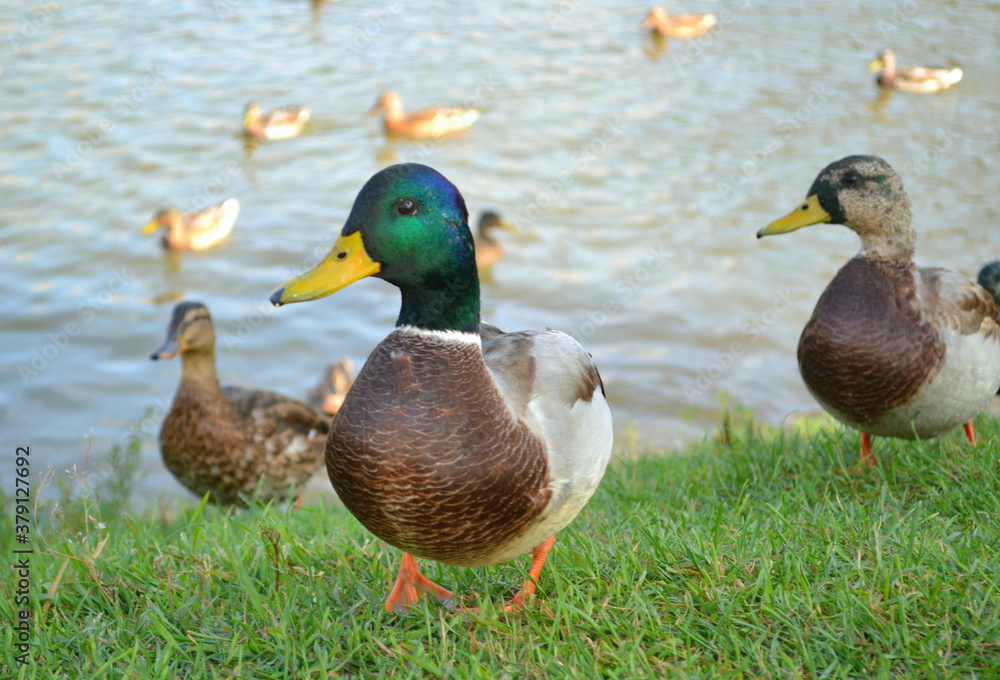 Beautiful male wild duck in the grass standing at the edge of a lake in sunny autumn day. Closeup. Nature. Beautiful male wild duck in the grass standing at the edge of a lake in sunny autumn day. Closeup. Nature.