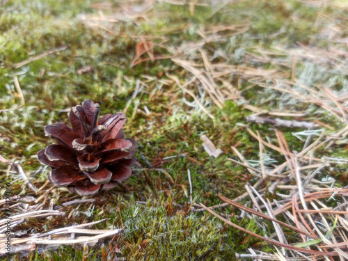 A pine cone on the forest litter.