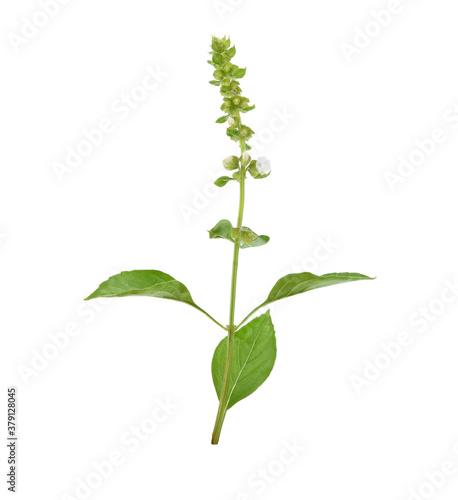 Fresh Ocimum ×citriodorum leaves Isolated on a white background.