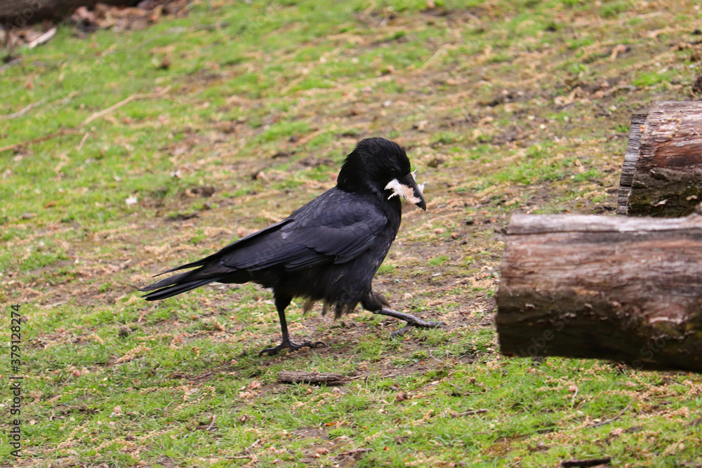 Fototapeta premium Common raven with feathers in its beak