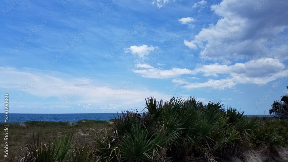 grass on the beach