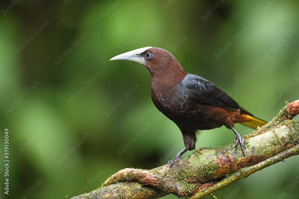 Chestnut-headed oropendola perched on branch Chestnut-headed oropendola perched on branch