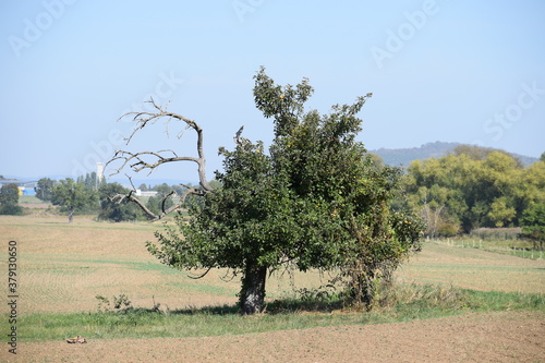 herbstlicher Apfelbaum photo