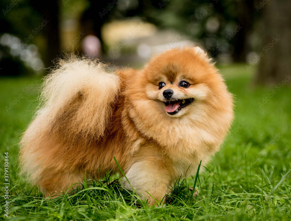 Portrait of cute pomeranian dog at the park. Portrait of cute pomeranian dog at the park.