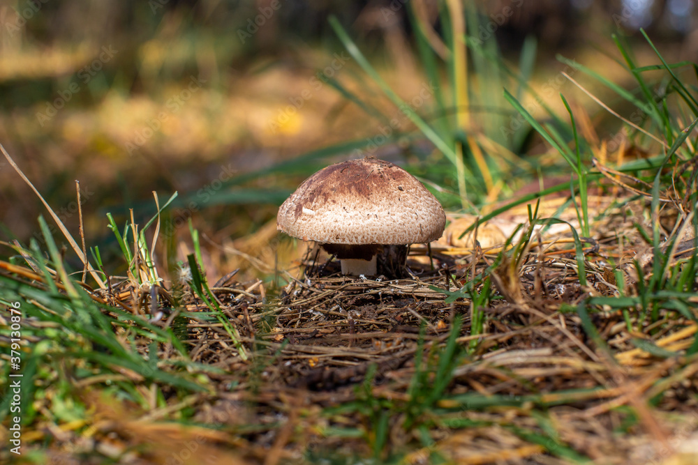 Beautiful mushroom in the forest. Mushroom picking in the forest Beautiful mushroom in the forest. Mushroom picking in the forest