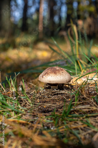 Beautiful mushroom in the forest. Mushroom picking in the forest