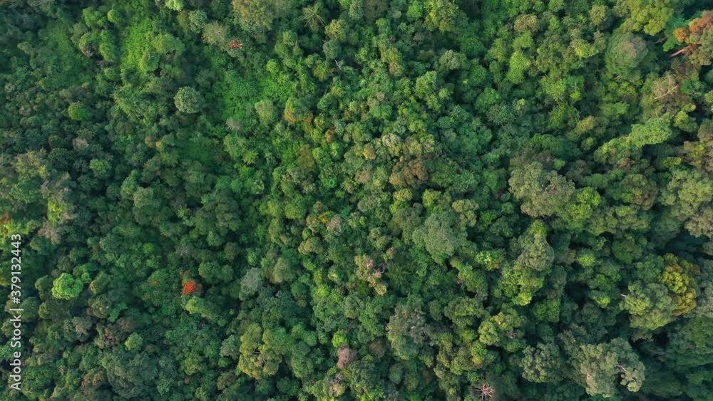 Aerial view above lush forestry landscape in Gunung Leuser National Park, the Tropical Rainforest Heritage of Sumatra, Indonesia Aerial view above lush forestry landscape in Gunung Leuser National Park, the Tropical Rainforest Heritage of Sumatra, Indonesia