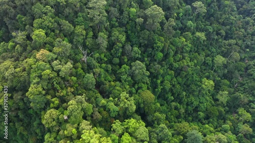 Aerial shot above rainforest in Gunung Leuser National Park, the Tropical Rainforest Heritage of Sumatra, Indonesia photo