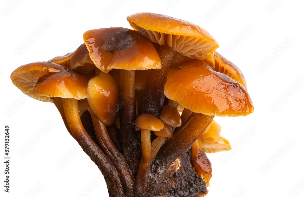 honey mushrooms isolated honey mushrooms isolated