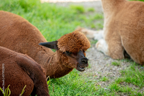 head of yoyng brown alpaca lying on the grass © Masson