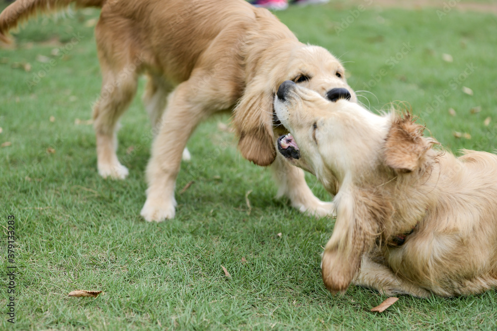 Fototapeta premium ドギーズアイランド／ゴールデンレトニエル