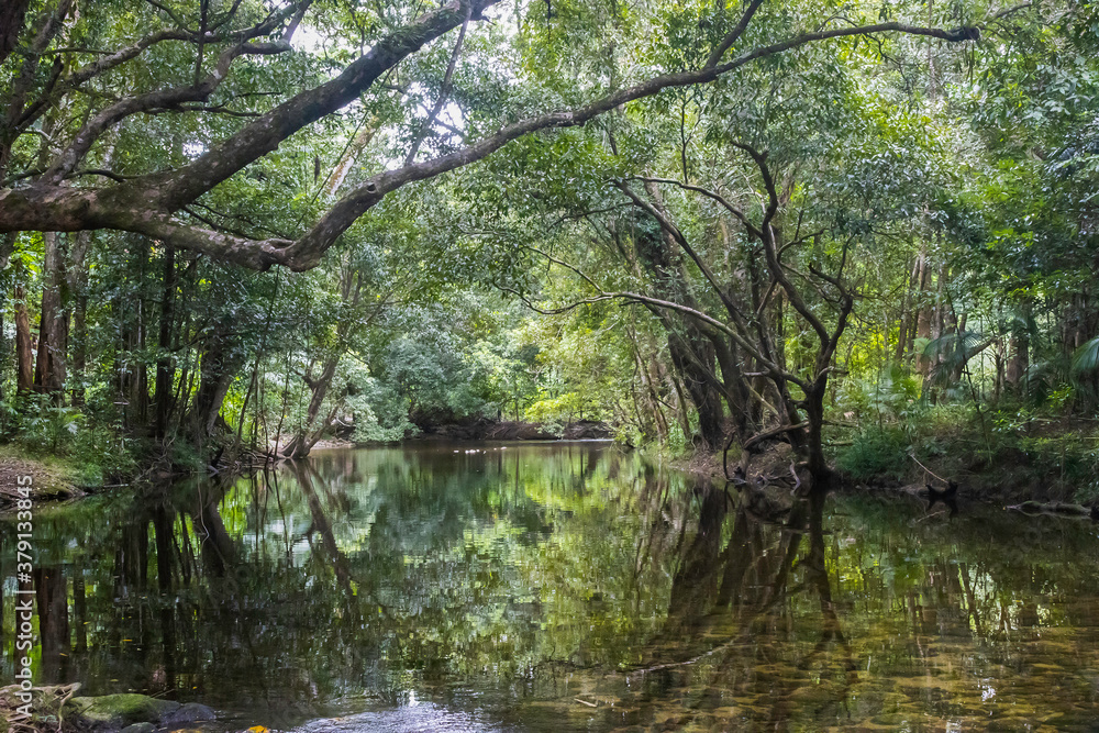 A Shady Creek in Australia