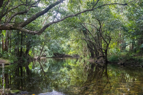 A Shady Creek in Australia