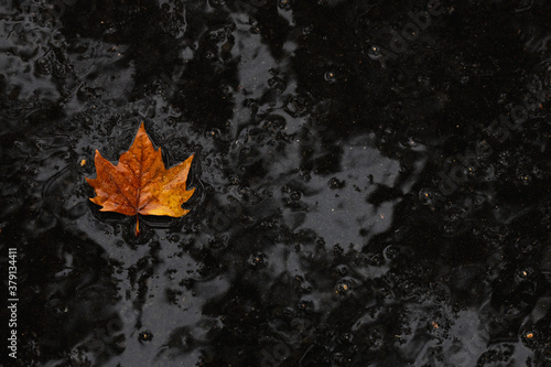 Feuille d'automne