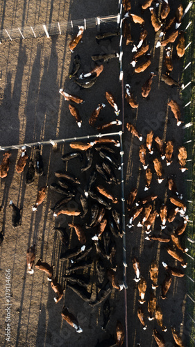 Aerial shot of a cow pen.
