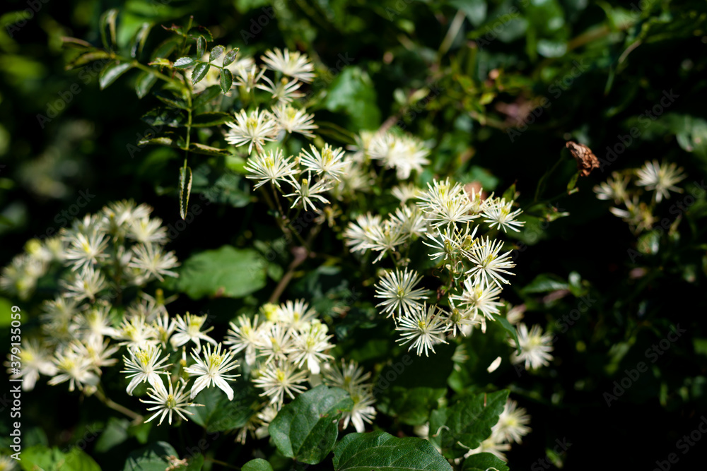 White flower of Manchurian clematis. The garden bush blooms in summer and autumn. Gardening day. White flower of Manchurian clematis. The garden bush blooms in summer and autumn. Gardening day.