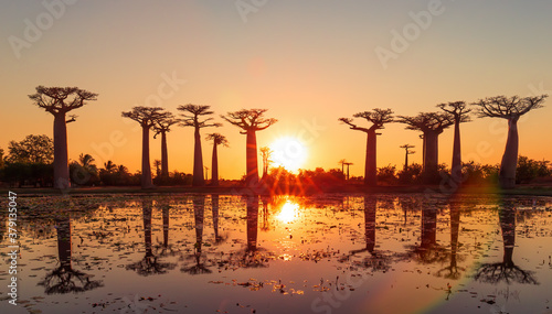 Beautiful Baobab trees at sunset at the avenue of the baobabs in Madagascar photo