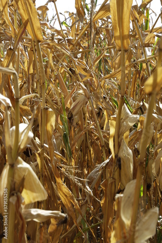Dürre trockenes Maisfeld trockener Mais Hitze Sommer Ernte Landwirtschaft Klimawandel