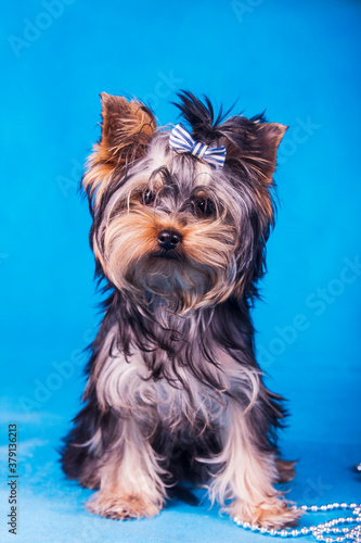 yorkshire terrier on blue background