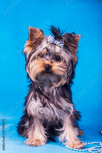 yorkshire terrier on blue background © Ольга Рупасова