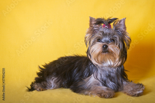 portrait of a Yorkshire Terrier on a yellow background in the Studio