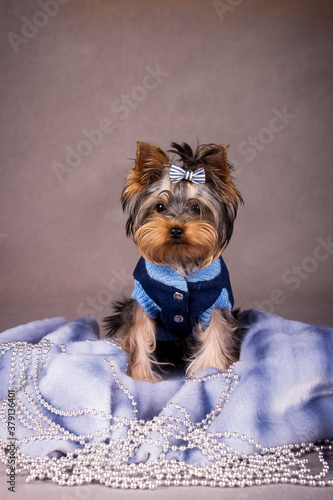 yorkshire terrier in a shirt