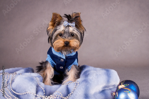 yorkshire terrier in a shirt