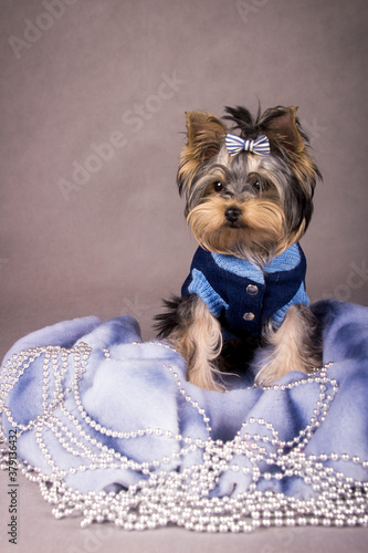 yorkshire terrier puppy