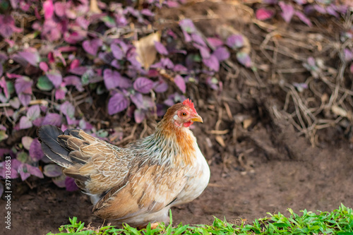 A rooster stood majestically on the sunny green lawn.