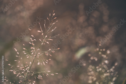 grass flower in the nature for nature background © Kenstocker