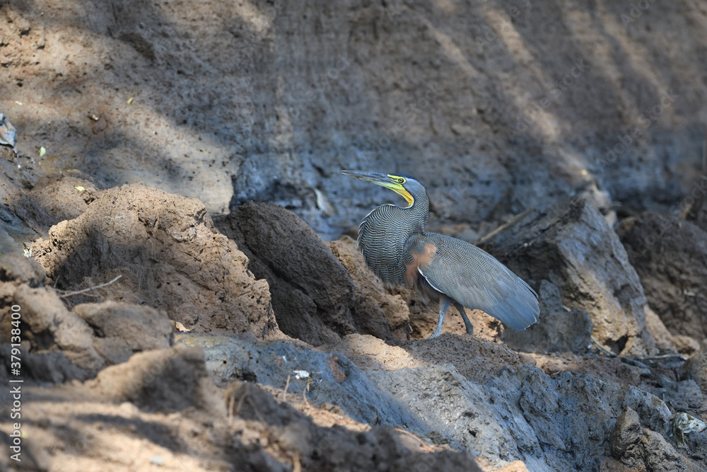 Bare-throated tiger heron walks on river bank Bare-throated tiger heron walks on river bank