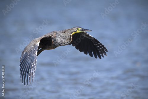 Bare-throated tiger heron is flying above river surface