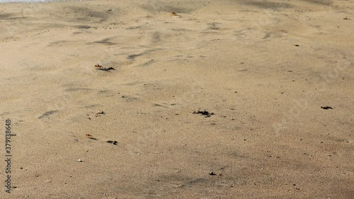 ghost sea Crabs morning walking and running fast along seashore at marina beach chennai in India. (Ocypode ceratophthalmus).sea wild life  photo