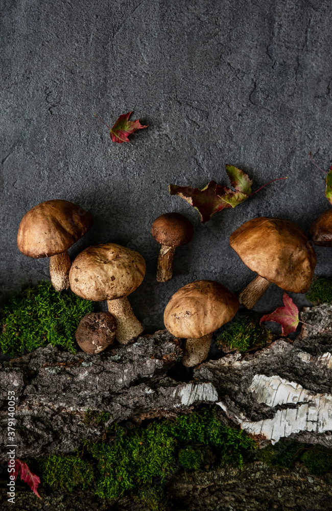 Boletus mushrooms and moss. Healthy and delicates food. Boletus mushrooms and moss. Healthy and delicates food.