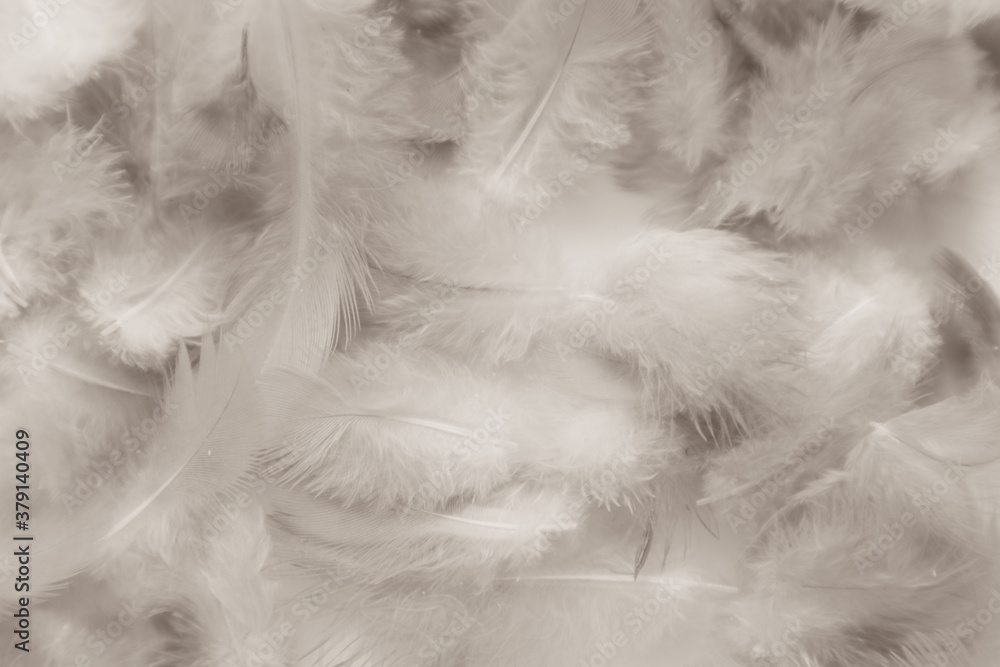 Beautiful abstract gray feathers on white background and soft white feather texture on white pattern and dark background