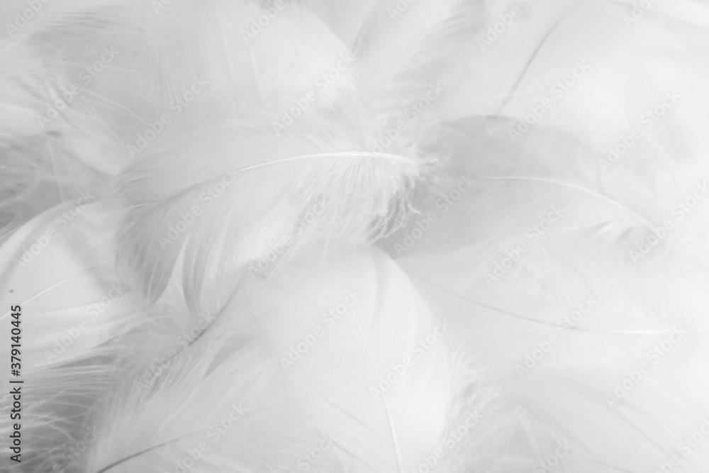 Beautiful abstract gray feathers on white background and soft white feather texture on white pattern and dark background Beautiful abstract gray feathers on white background and soft white feather texture on white pattern and dark background