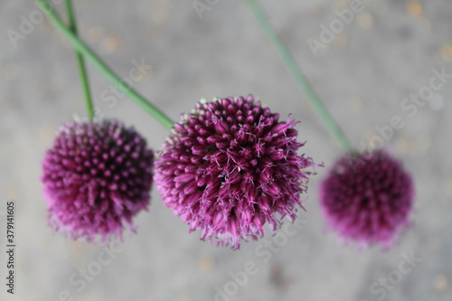 Fleur d'ail 