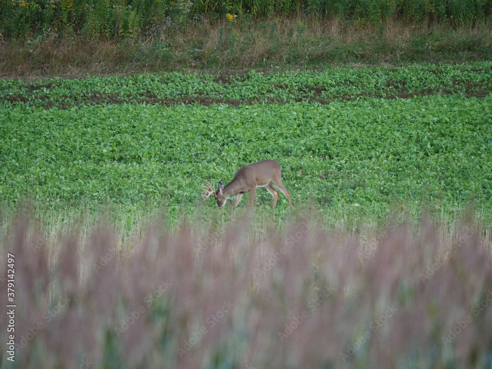 Obraz premium White Tail Deer