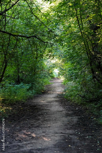 Trail in a dense forest in summer.