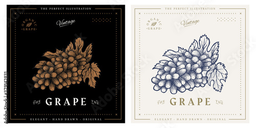 organic grape engraving sketch vintage retro logo illustration