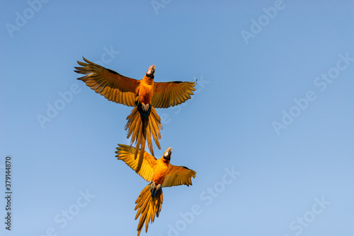 Macaw in flight